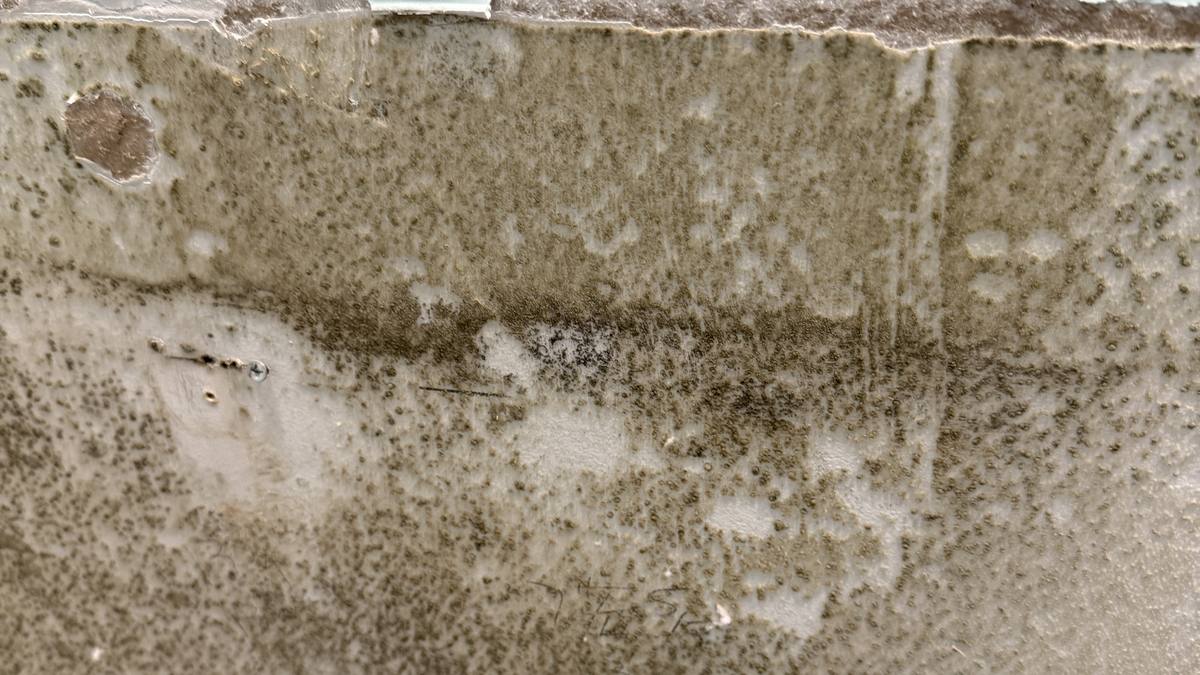 Mold growth found behind a bathroom cabinet in a Charleston home